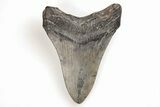 Fossil Megalodon Tooth - South Carolina #196856-1